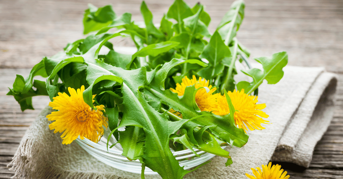 Dandelions greens and flowers on a white plate.