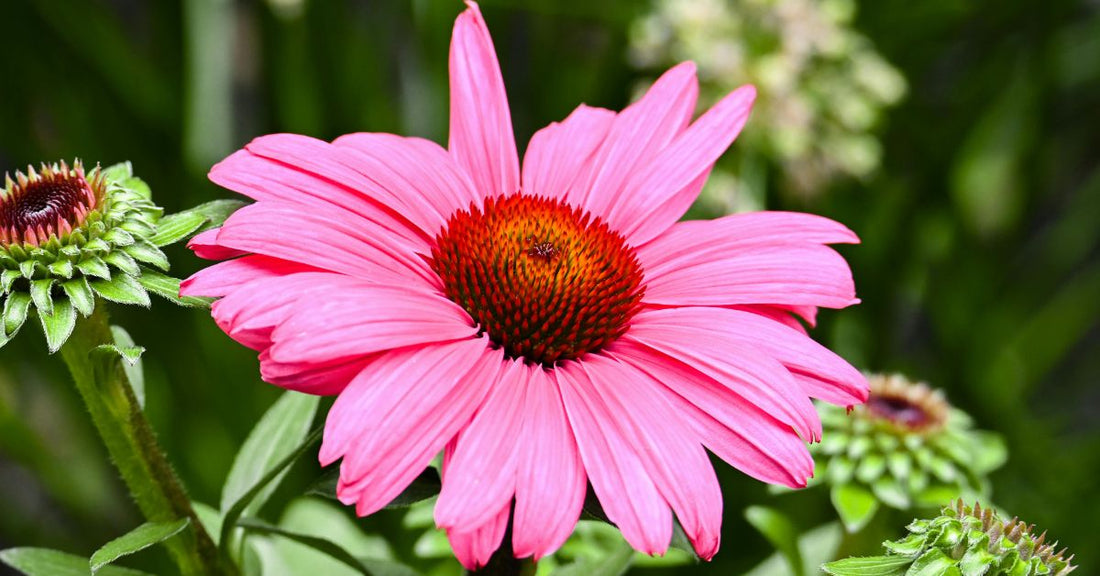 A pink echinacea flower.
