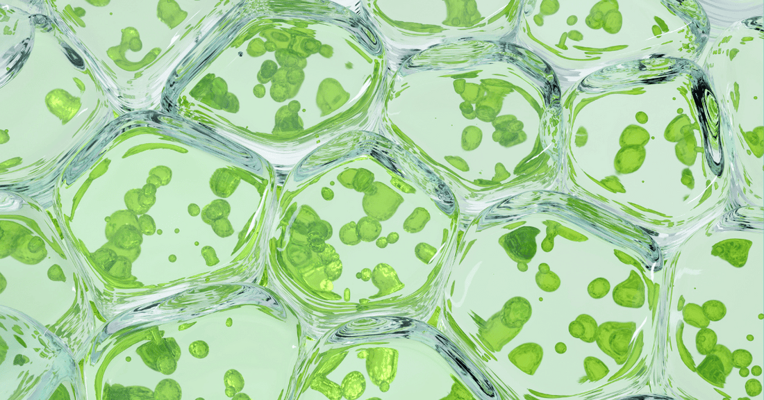 A close up image of chlorophyll. 