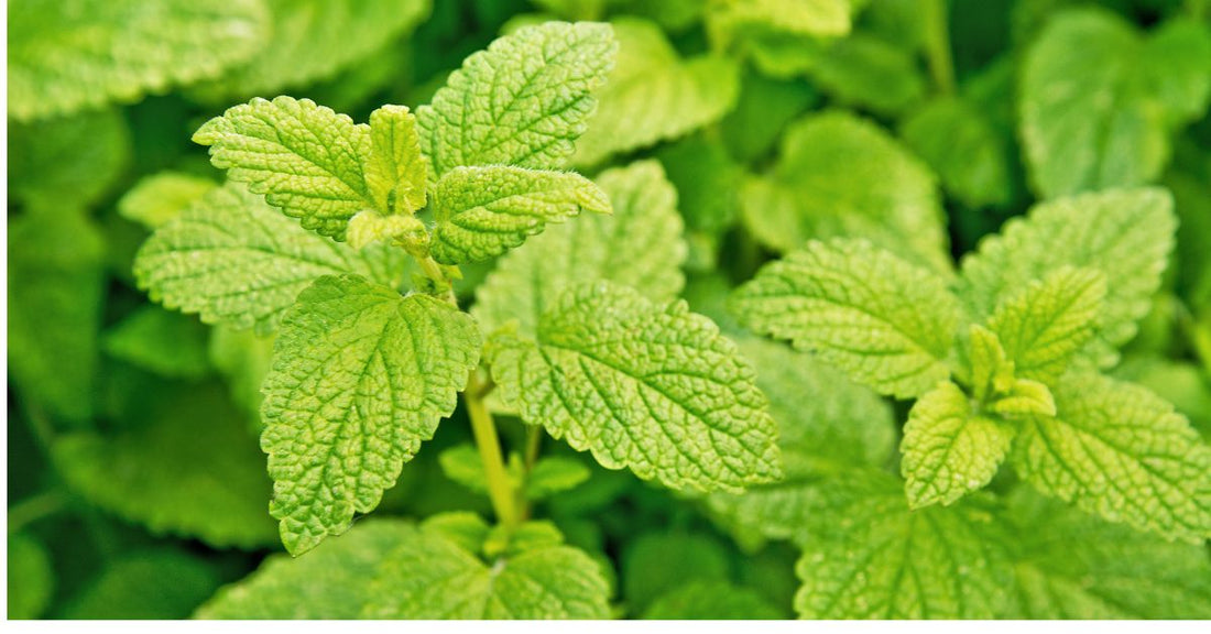 A lemon balm plant.