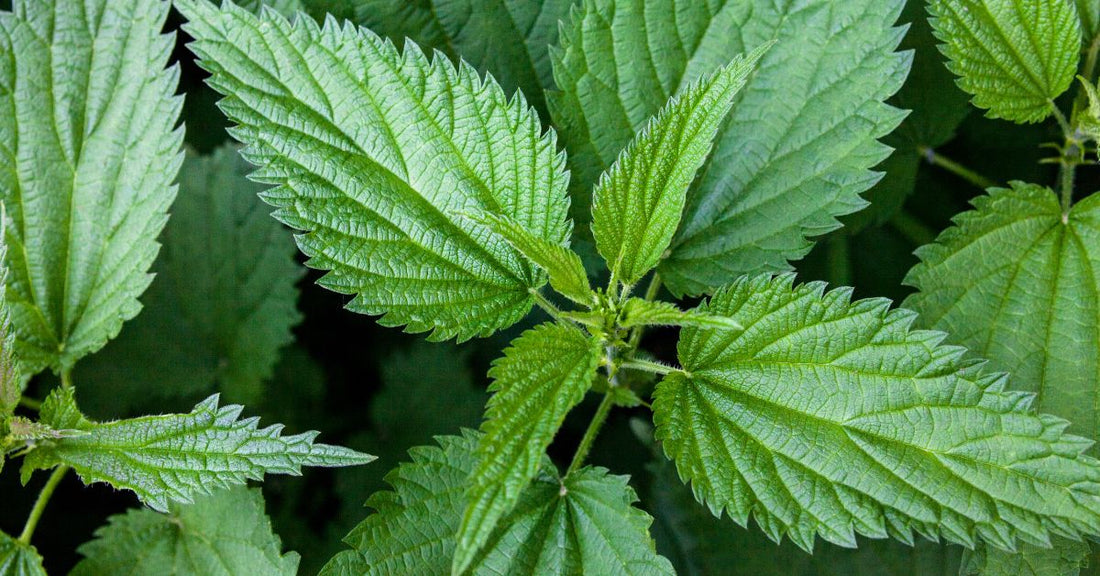 A close up image of nettle.