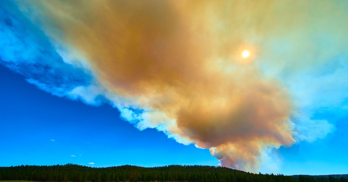 A wildfire burns in a forest.